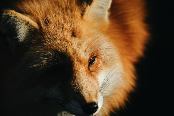 Fox face