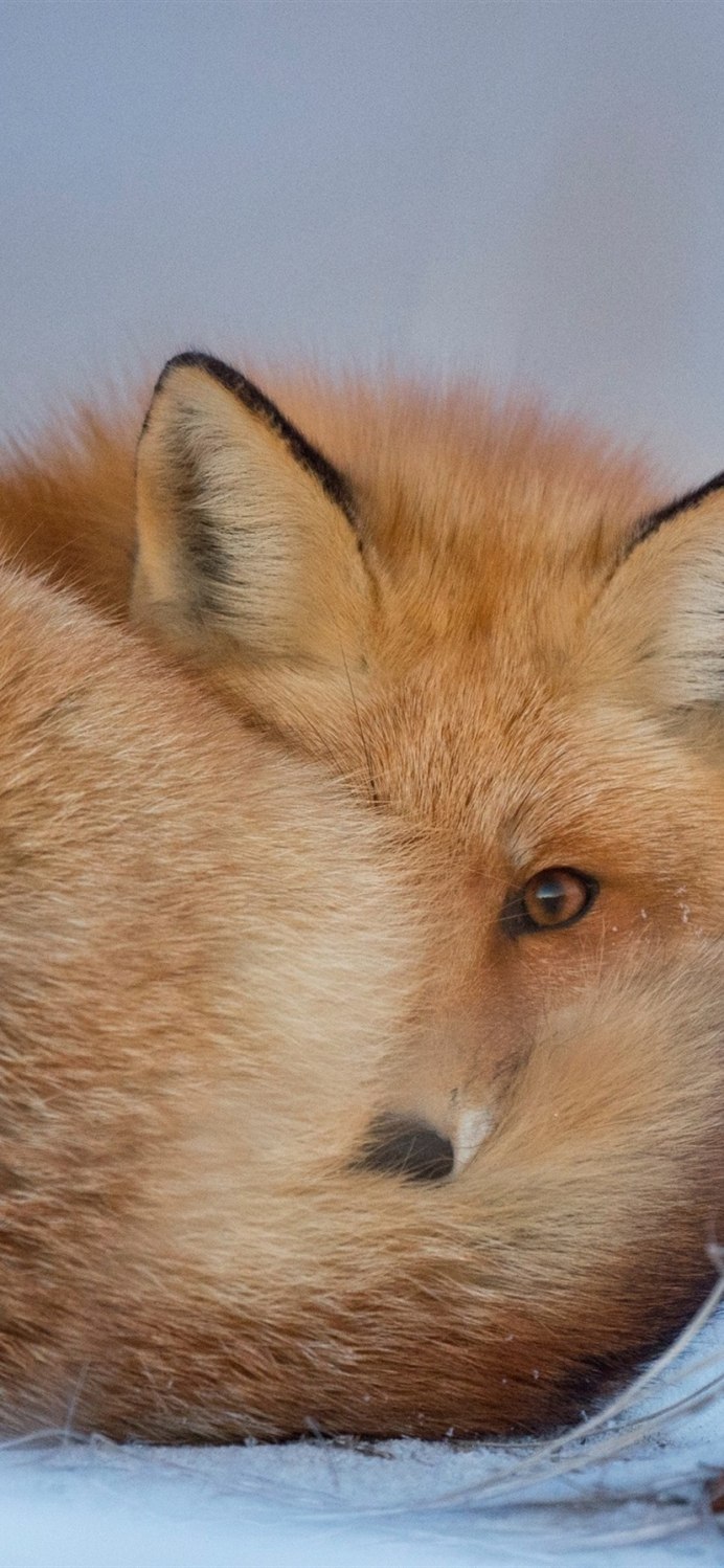 Коричневая лиса фото