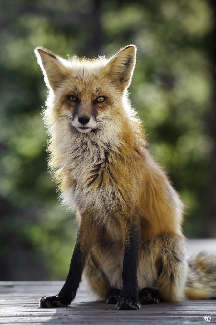 Swiftfox Стикеры