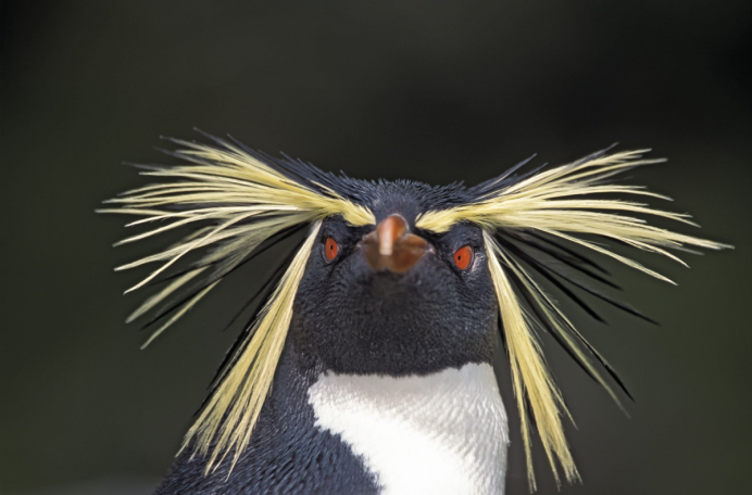 Гвиана гоацин - Национальная птица Гайаны