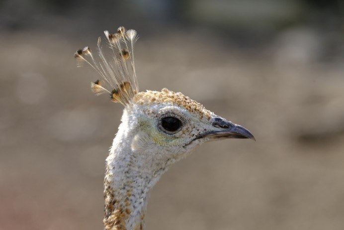 Амазонский венценосный мухоед