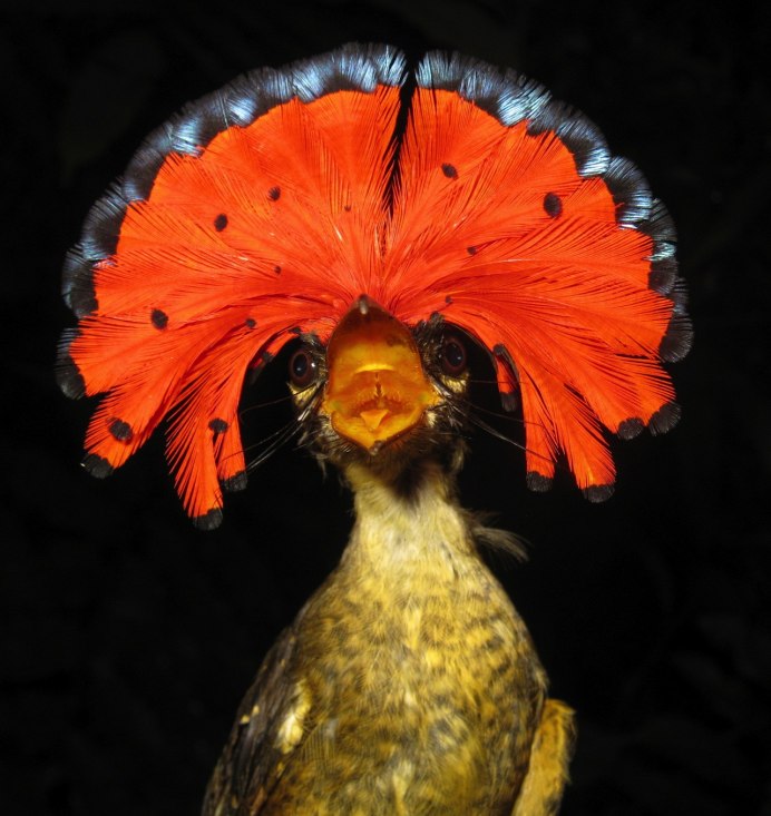 Венценосные голуби в Австралии