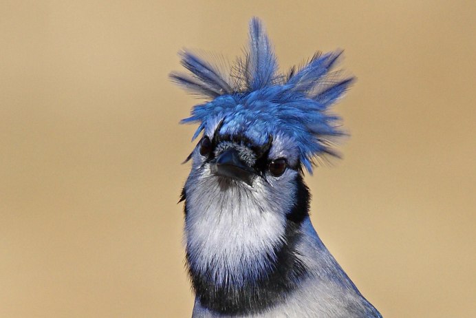 Перья экзотических птиц