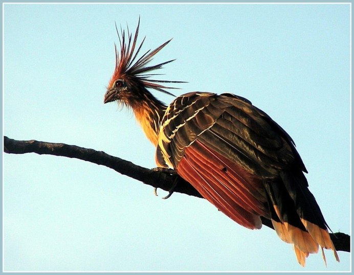 Китайская хохлатая пуховая курица