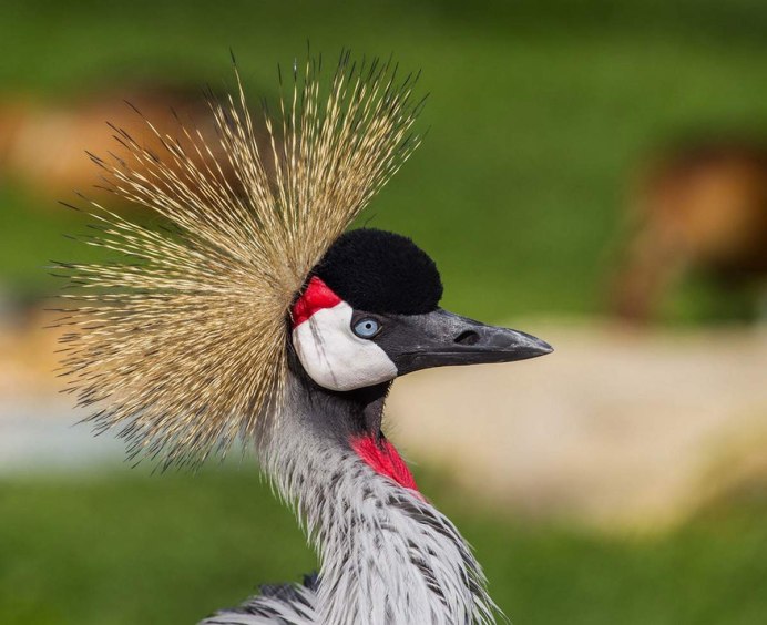 Большая птица с хохолком на голове