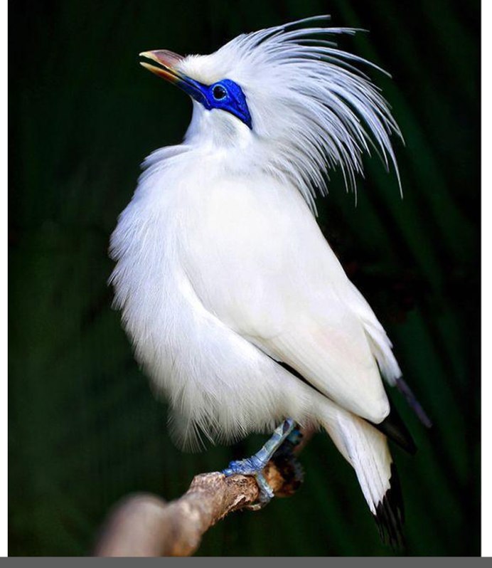 Птица секретарь Морад