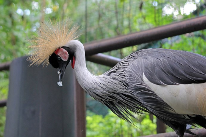 Журавль с хохолком на голове