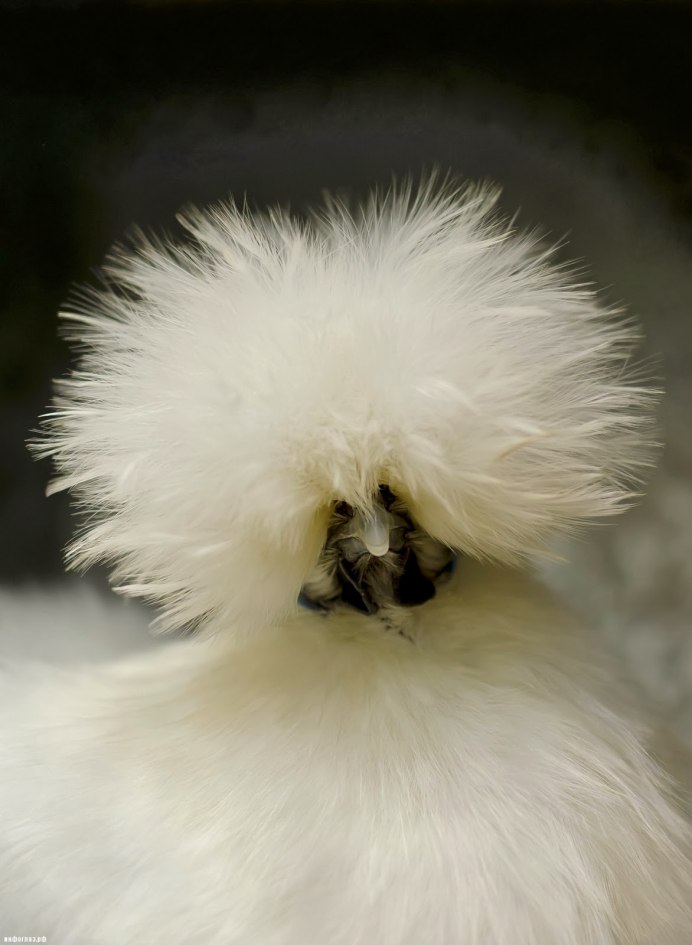 Птица с 2 перьями на голове