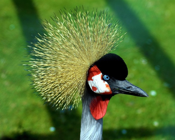 Хохлатая птица венценосный журавль