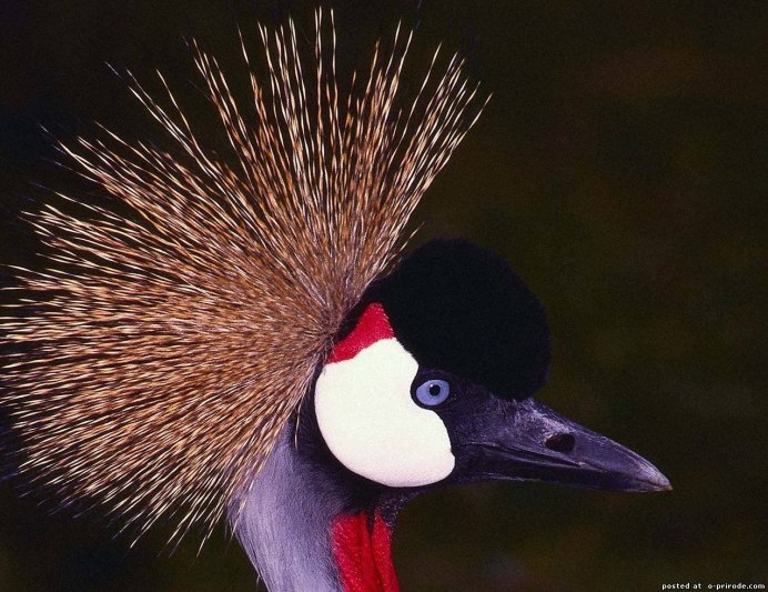 Венценосный попугай