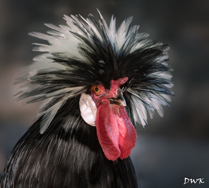 Птица секретарь клоака