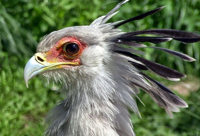 Амазонский венценосный мухоед