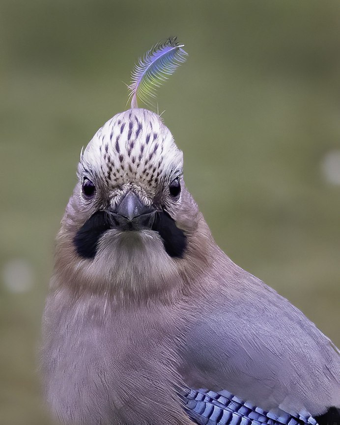 Белая хохлатая цапля