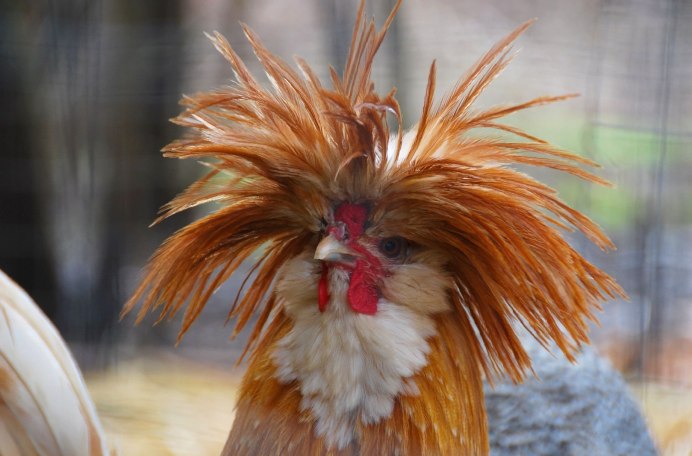 Оперение птиц