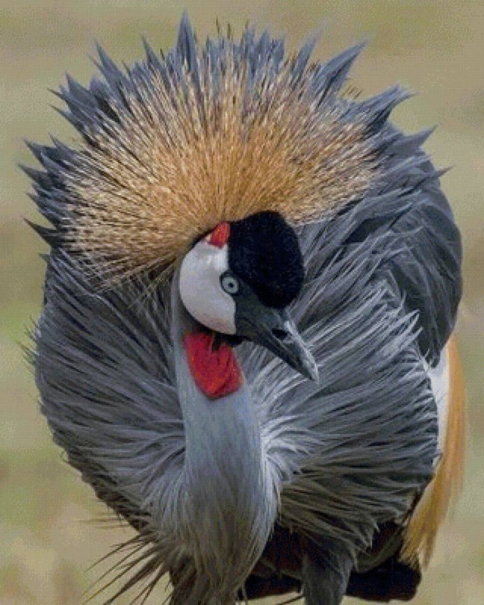 Птица секретарь самка