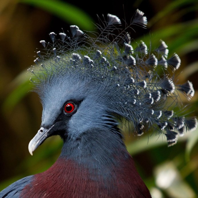 Браминский скворец