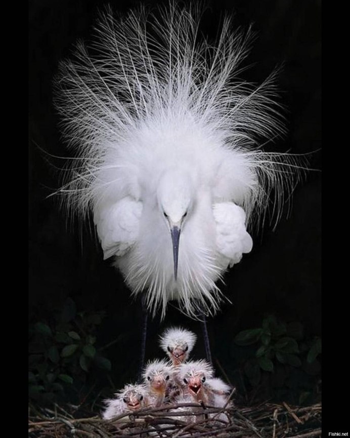 Африканский рогатый ворон