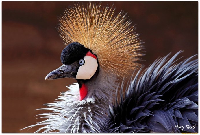 Венценосный голубь Виктория