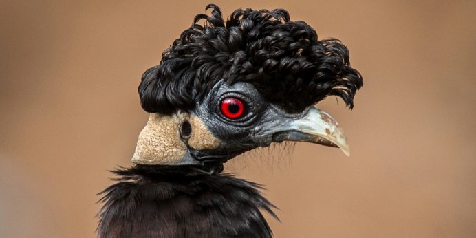 Череп павлина