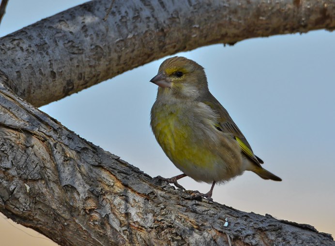 Зеленушка Кронштадт