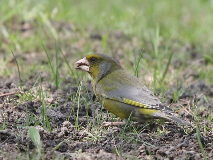 Птичка зеленушка серая