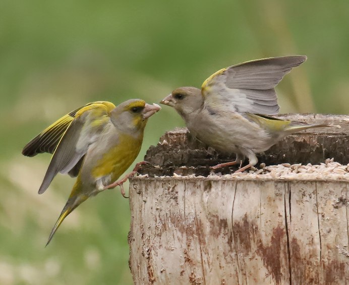 Зеленушка птица самка