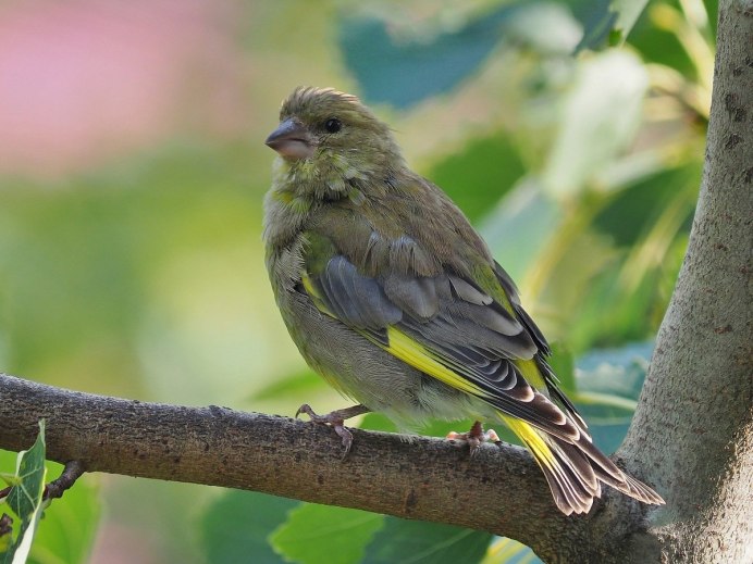 Зеленушка (Chloris Chloris)