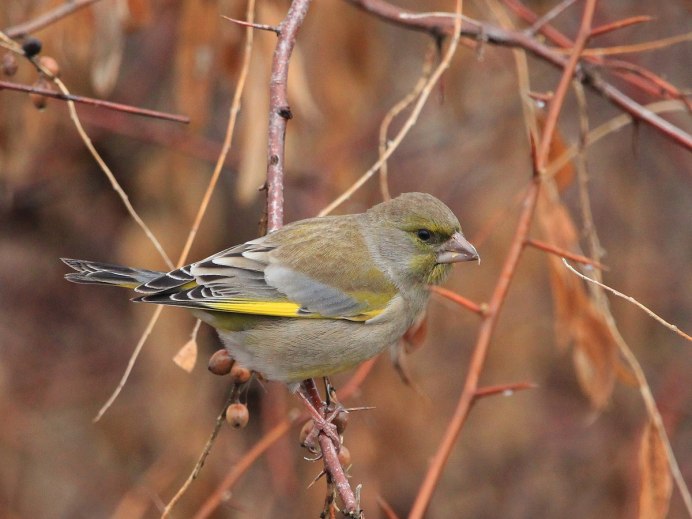 Обыкновенная зеленушка Chloris Chloris