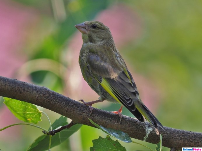 Синица зеленушка