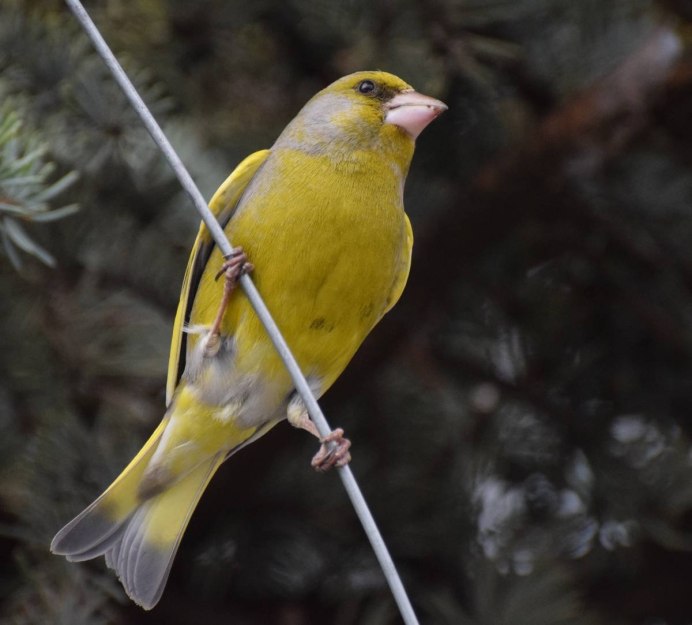 Зяблик зеленушка