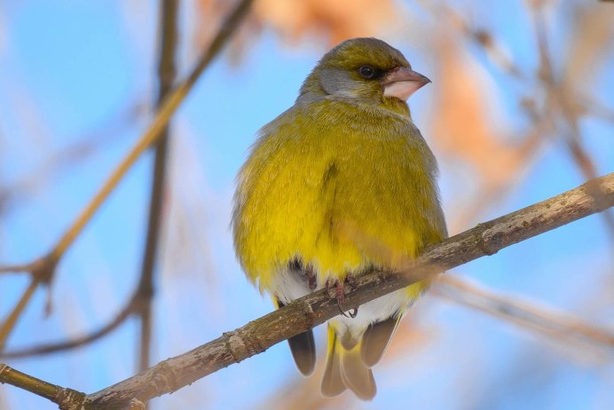 Зяблик зеленушка птенец