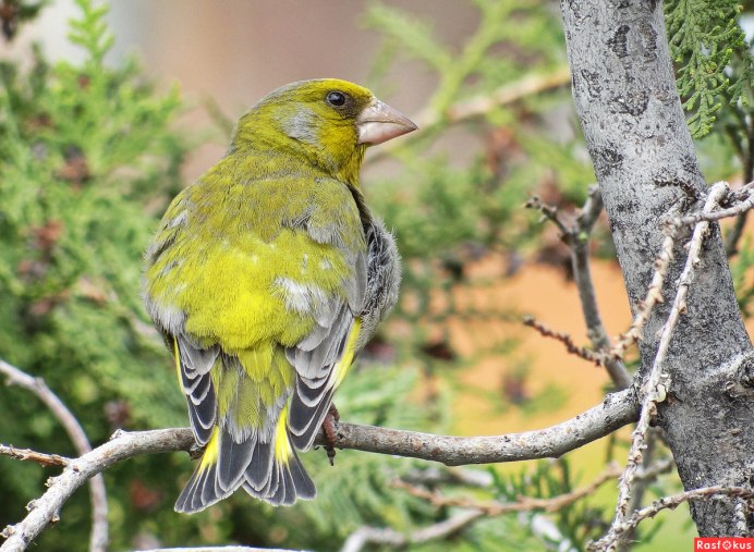 Лесная канарейка зеленушка