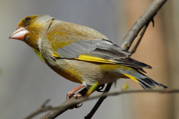 Дубарь зеленушка