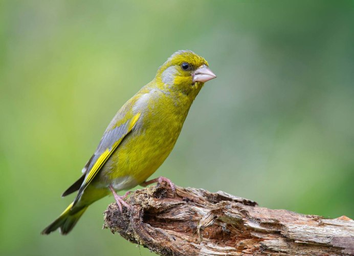 Обыкновенная зеленушка