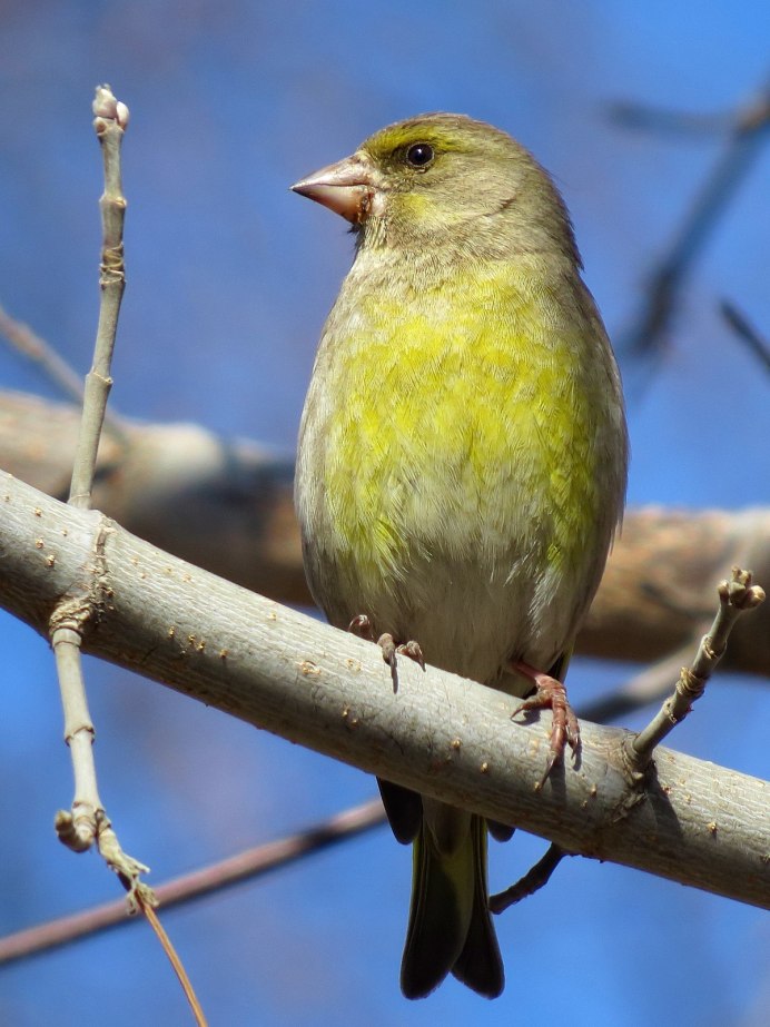Глазчатая зеленушка