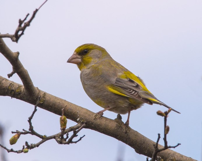Зеленушка шиповник