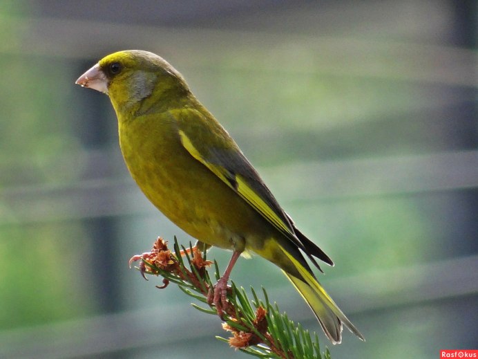 Зеленушки птицы перелетные