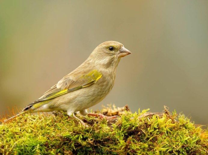 Обыкновенная зеленушка