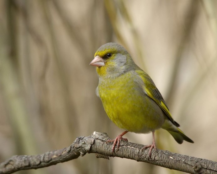 Зеленушка (Chloris Chloris)