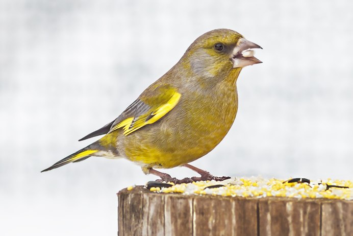 Маленькая зеленая птичка Подмосковья