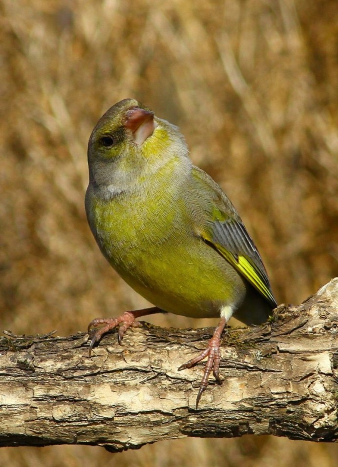 Зеленушка новорожденных