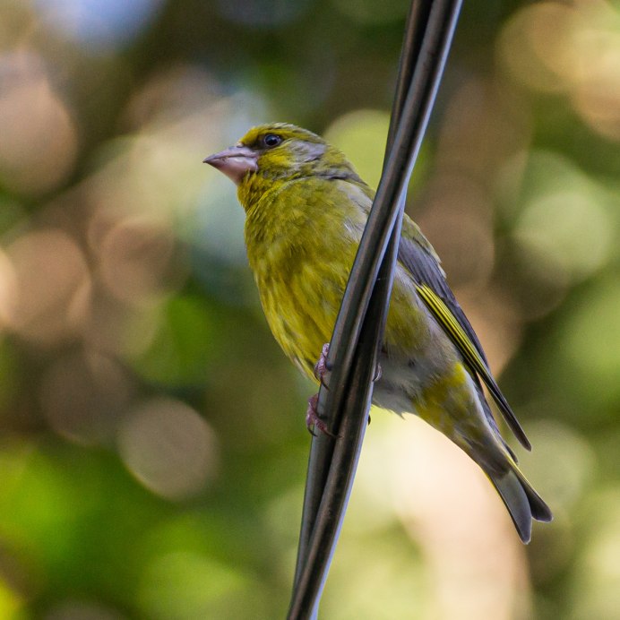 Щегол, зяблики,зеленушки