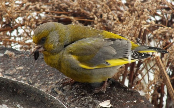 Зеленушка Вьюрковые