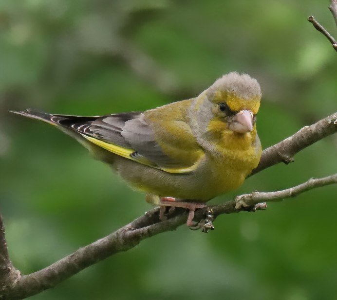 Обыкновенная зеленушка