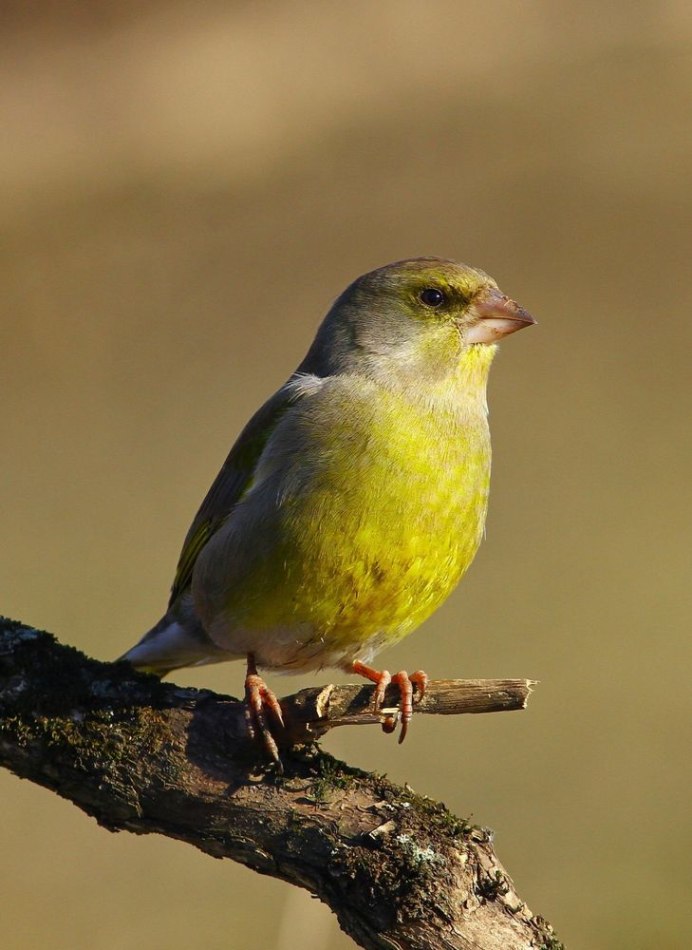 Зеленушка Вьюрковые