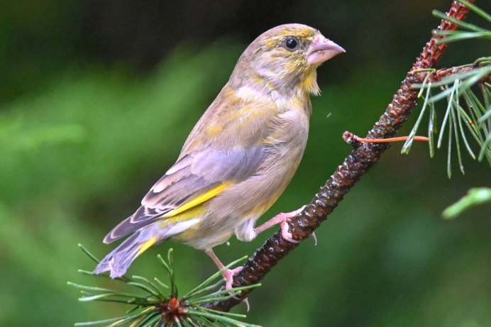 Лесная канарейка