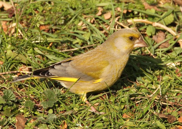 Обыкновенная зеленушка самец