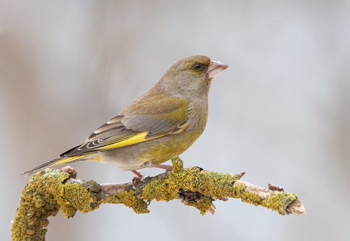 Обыкновенная зеленушка зимой