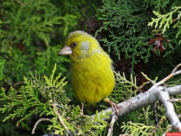 Маленькая птичка зеленушка