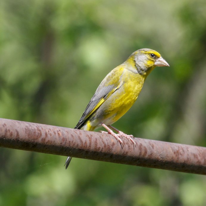 Зеленушка половой диморфизм